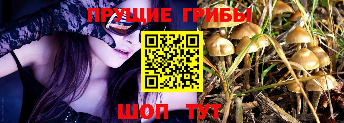 Псилоцибиновые грибы мицелий Тара